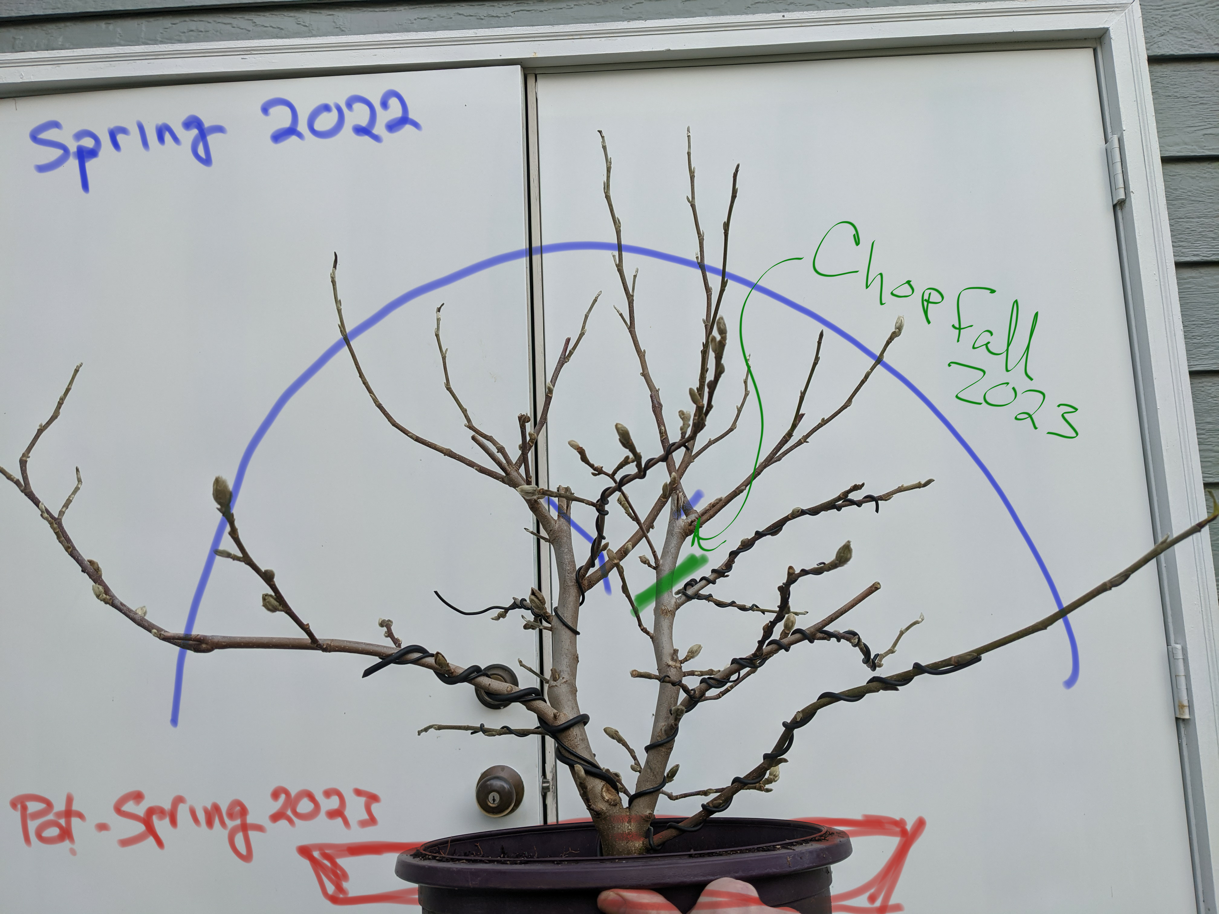A multi-year plan to turn a nursery stock plant into a bonsai