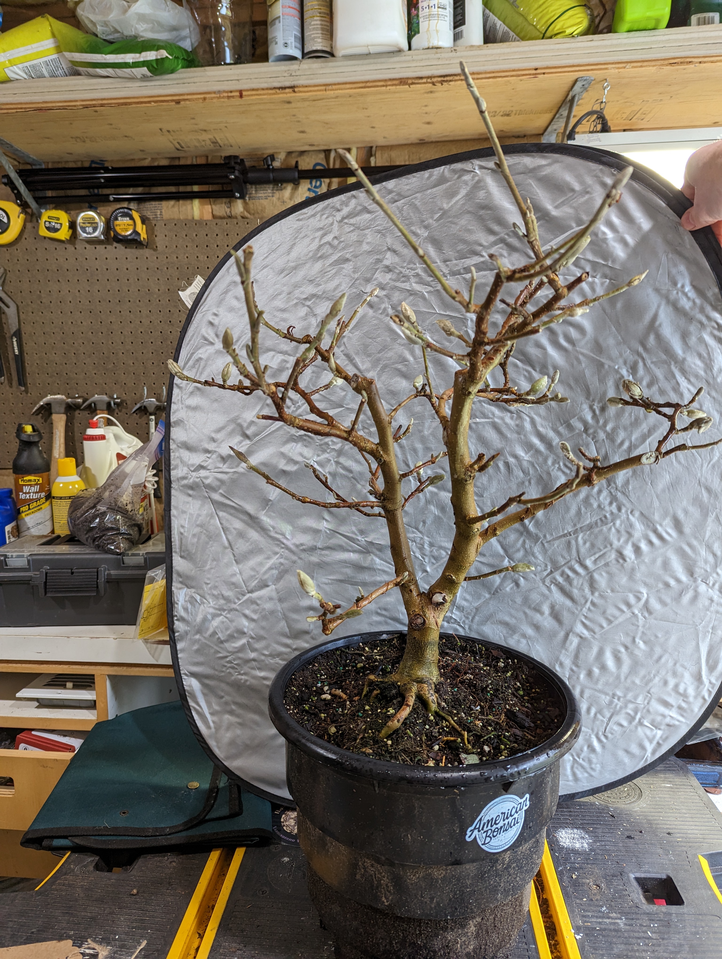 A star magnoia in a plastic training pot.