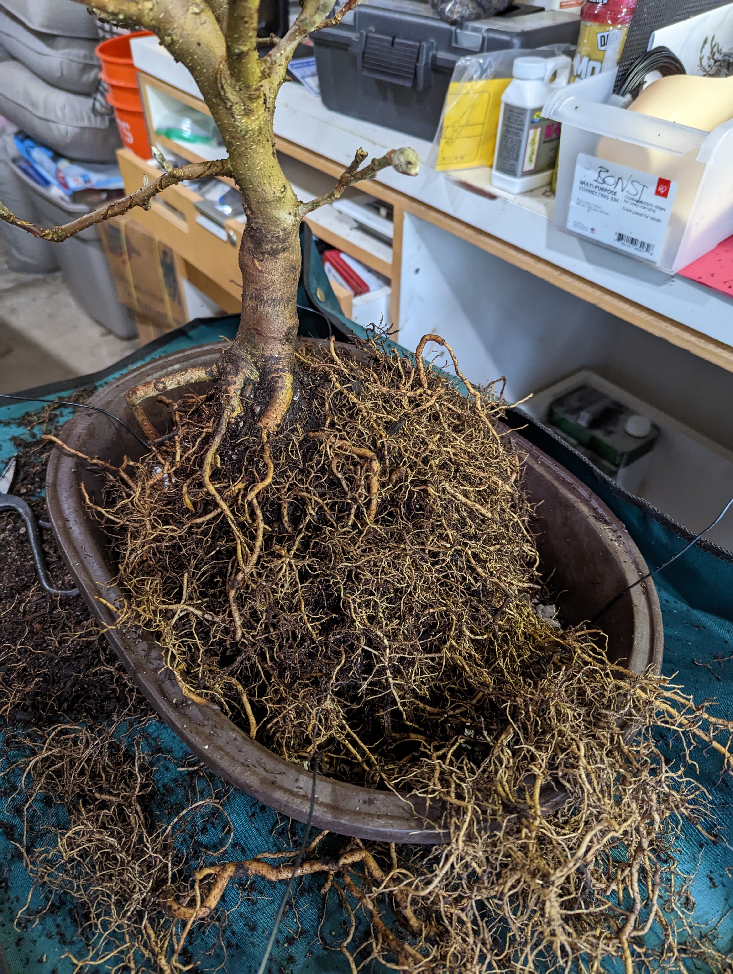 A star magnolia with the roots mostly raked out.