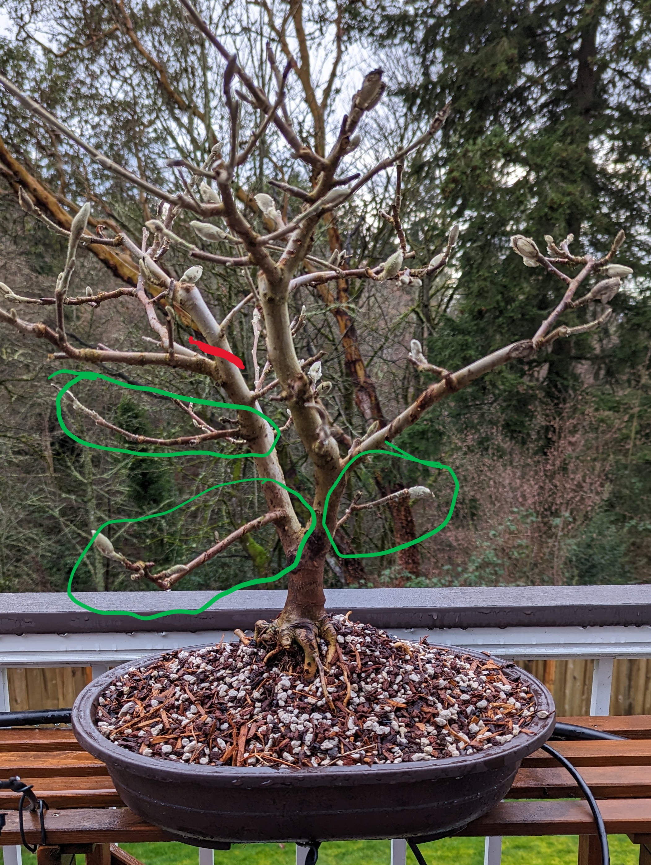 Star Magnolia treewith cut lines indicated.