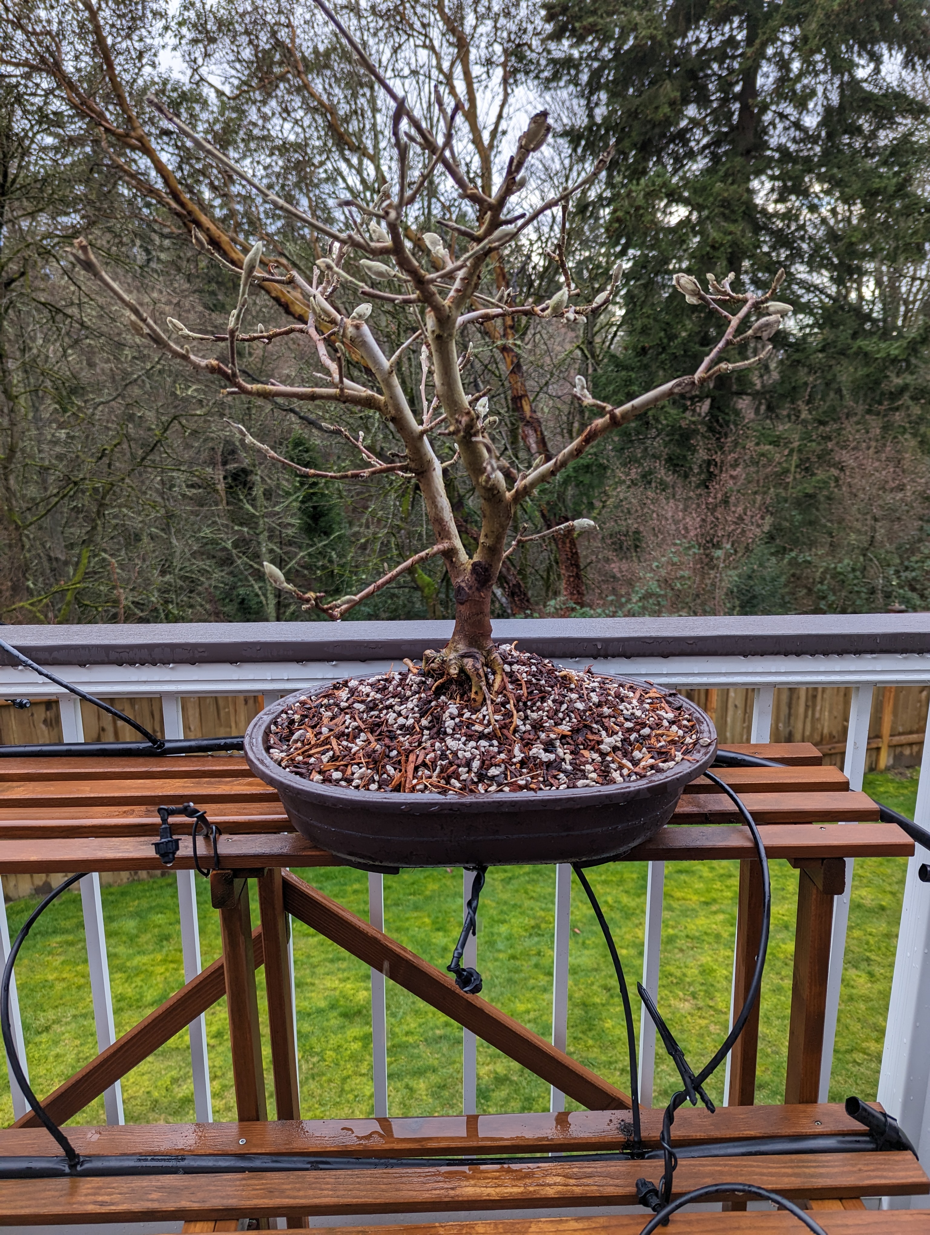 A star magnolia in a brown oval mica pot on a bench.